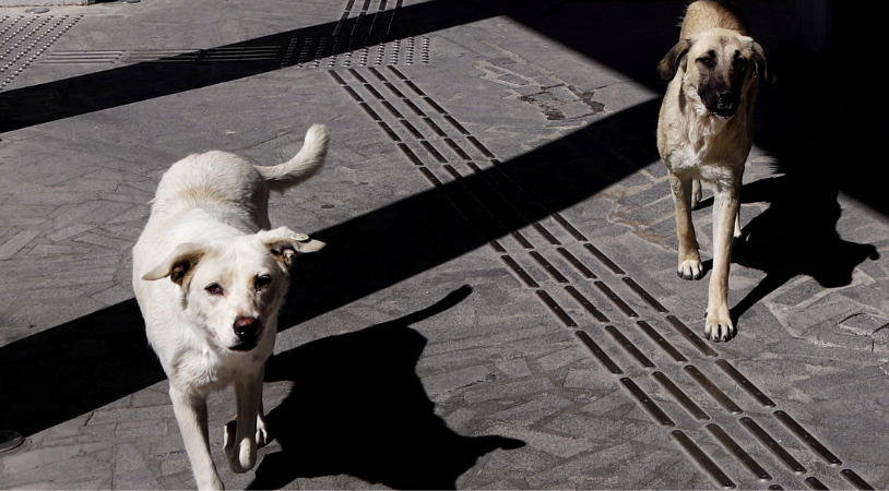 Başıboş Köpekler Mağdur Aileler